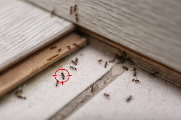 Best Emergency Pest Control  in Sparta, NC