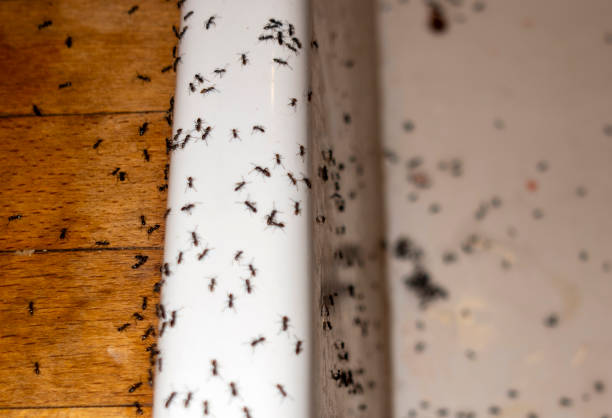 Best Termite Control Services  in Sparta, NC